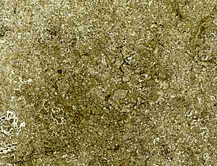 Giallo Tabae Limestone