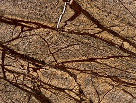 Rainforest Brown